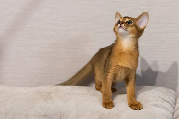 Abyssinian kitten. Ancient cat breed. Favorites of Egyptian pharaohs. In honour of the country of Abyssinia (Ethiopia).