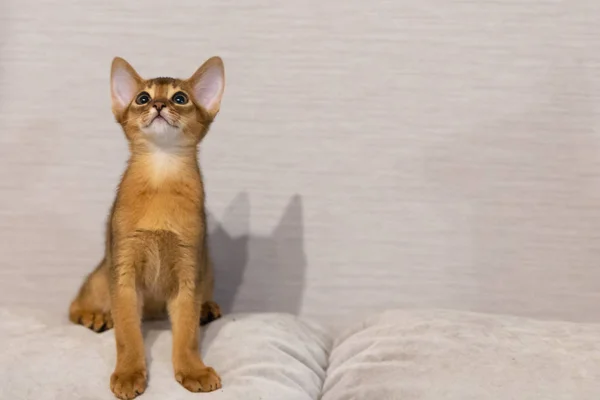 Abessijnse Kitten Oude Kattenras Favorieten Van Egyptische Farao Ter Ere — Stockfoto