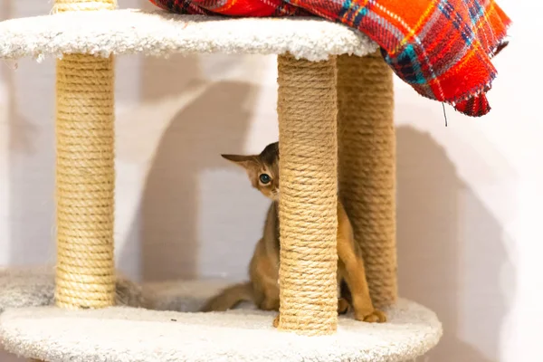 Abyssinian kitten. Ancient cat breed. Favorites of Egyptian pharaohs. In honour of the country of Abyssinia (Ethiopia).