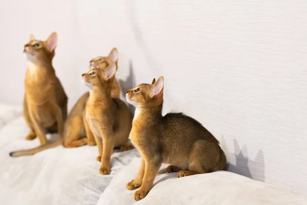 Abyssinian cat family. Ancient cat breed. Favorites of Egyptian pharaohs. In honour of the country of Abyssinia (Ethiopia).