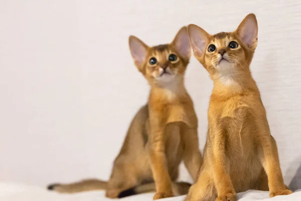 Abyssinian kittens. Ancient cat breed. Favorites of Egyptian pharaohs. In honour of the country of Abyssinia (Ethiopia).