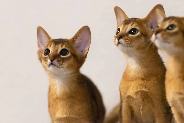 Gatitos Abisinios Antigua Raza Gatos Favoritos Los Faraones Egipcios Honor —  Fotos de Stock