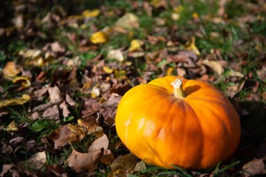 Parlak balkabağı. Balkabağına Cadılar Bayramı için seçme. Sonbahar ve hasat bahçede.