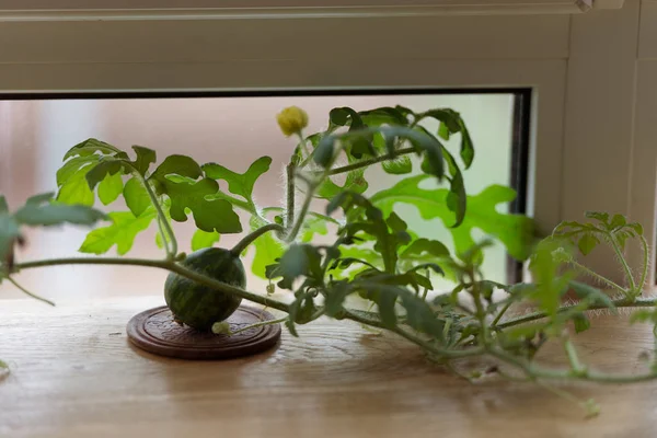 Watermeloen op de vensterbank — Stockfoto