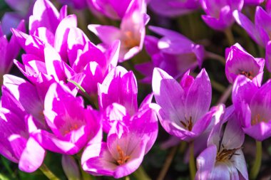 Çiçek Colchicum