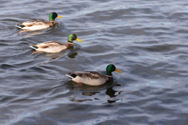Su üzerinde yüzen ördekler