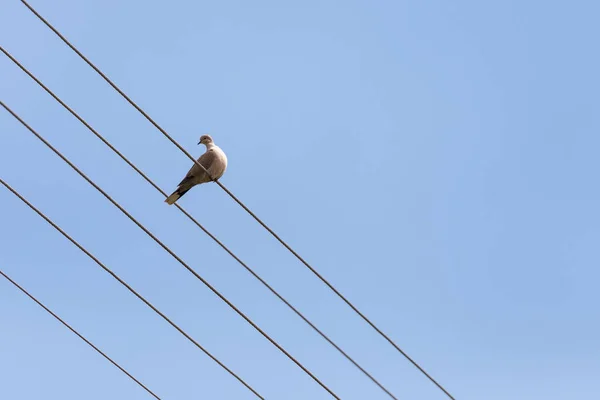 Tellerdeki güvercin — Stok fotoğraf