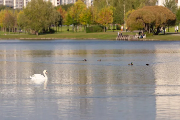 Schwan in der Stadt — Stockfoto