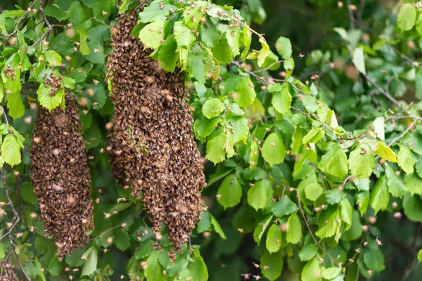 Bienenschwarm — Stockfoto