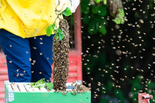 Bienenschwarm — Stockfoto