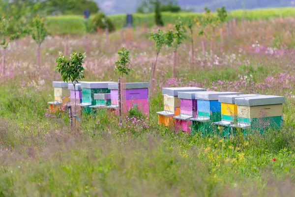 Bienenhaus auf einem blühenden Feld — Stockfoto