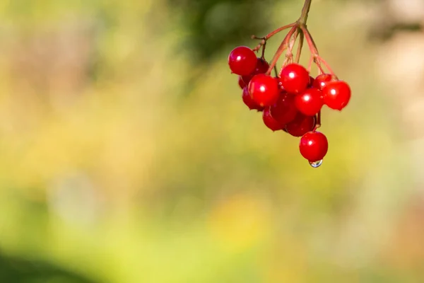 Viburnum bogyók — Stock Fotó