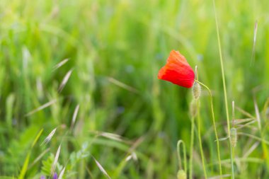 haşhaş çiçekleri