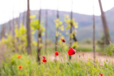 haşhaş çiçekleri