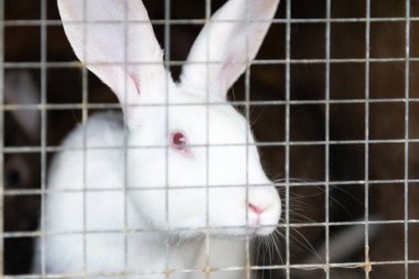 Kırmızı gözlü beyaz bir tavşan.