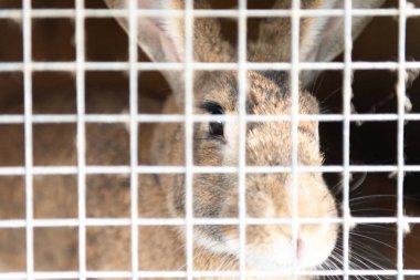 Tavşan Kafes içinde