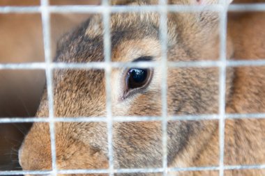 Tavşan Kafes içinde
