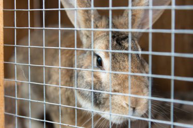 Tavşan Kafes içinde