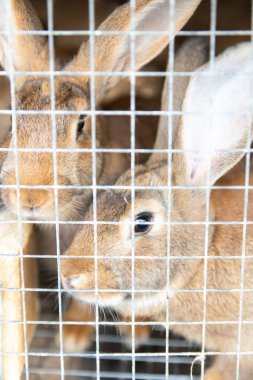 Bir kafeste iki tavşan