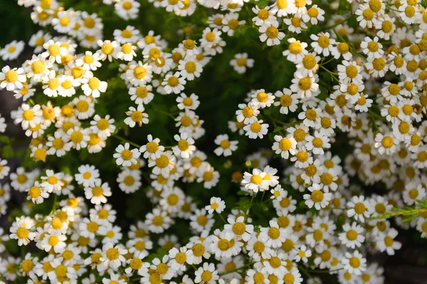 Little daisies