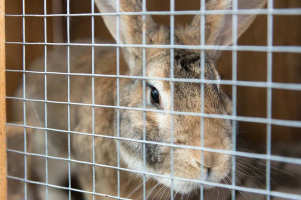 Tavşan Kafes içinde