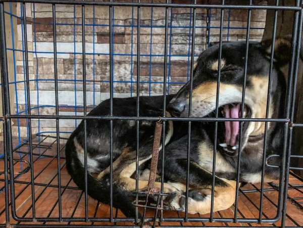 Perro Bostezando Dentro Una Jaula Esperando Dueño — Foto de Stock