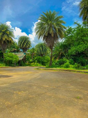 Kulübeye giden yolda bir ağaç.