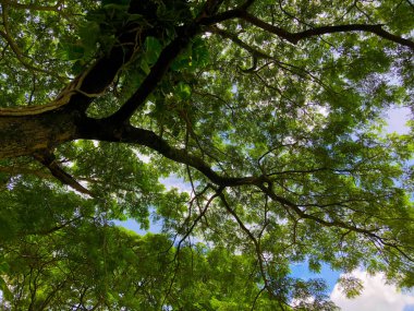 Parlak güneşli bir günde bir ağacın gölgesi altında bir görünüm