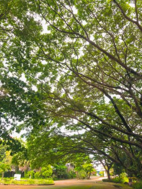 Ağaçların altında parlak bir geleceğe giden bir yol