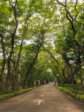 Parlak gökyüzünün altındaki ağaçların altında beton bir yol