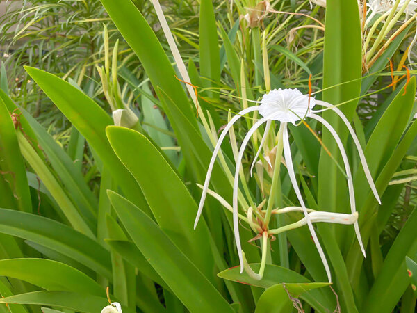 Зеленые высокие листья скрывают яркий белый цветок под солнцем
