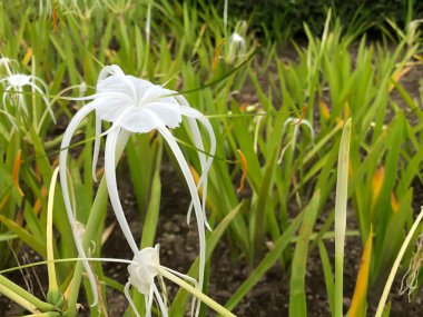 Parklar ve düğün vesilelerle sık görülen beyaz bir çiçek