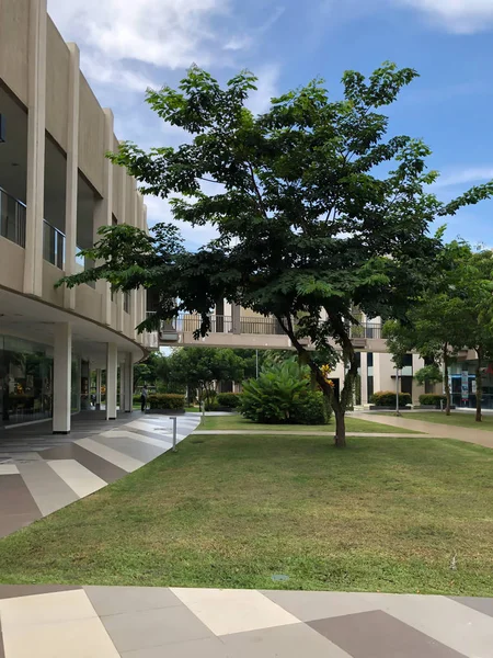 Edificio Con Árbol Solitario Lado Parte Superior Hierba Verde — Foto de Stock