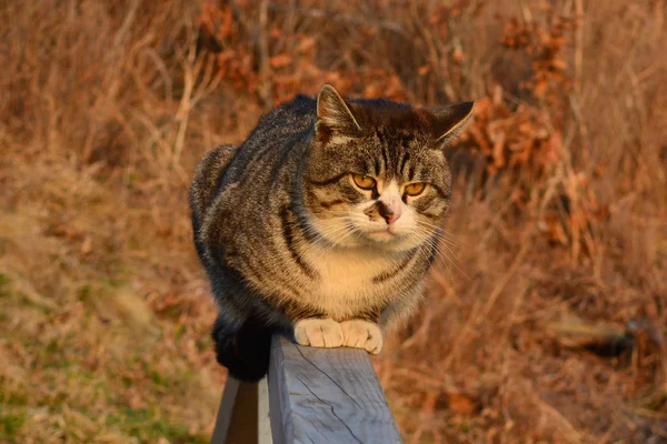 Katze Mit Roten Augen Nachdenkliche Traurige Katze Die Katze Sitzt — Stockfoto