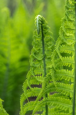 Genç fern oyma yaprakları