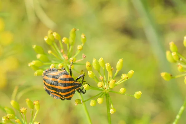 pest farmer. Striped beetle. Colorado beetle on dill. Striped beetle on a green background. Colorado beetle on a green background.