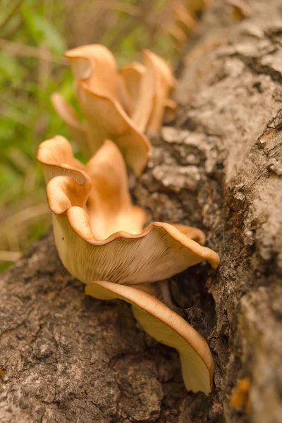 Mushrooms on the tree. Mushroom biloba. Mushrooms in the forest. Mushrooms in nature.