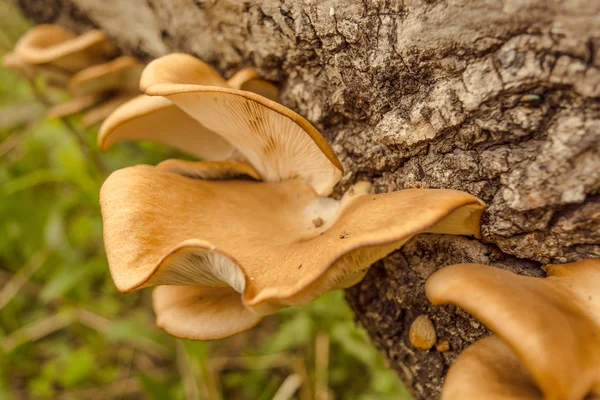 Mushrooms on the tree. Mushroom biloba. Mushrooms in the forest. Mushrooms in nature.