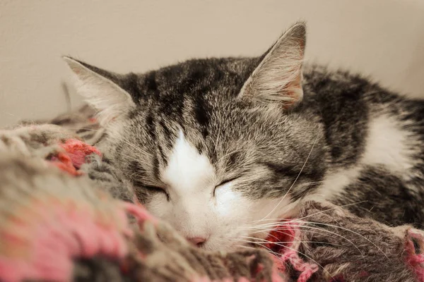 Sıcak kedi. Sessiz olun! Ben uyuyorum. Uyan değil. Uyuyan bir kedi ve örme kazak. Yün kazak ve kedi.
