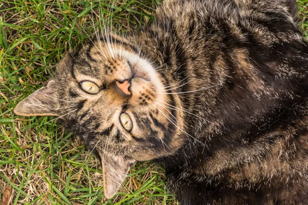 Eine Katze Die Auf Dem Gras Ruht Blickt Die Katze — Stockfoto