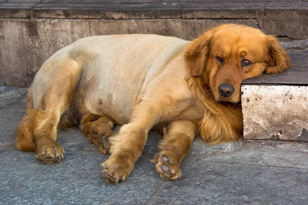 Adımları hakkında üzücü bir sokak köpeği. Hayat sokakta. Kızıl saçlı köpek kirli adımlar üzerinde. Sokak hayatı. Bir köpek gün.