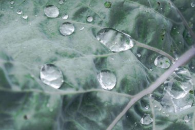 yapraklarda, ıslak çimen çiy yaprakları yağmur sonrası ıslak yapraklar, temiz su damlaları