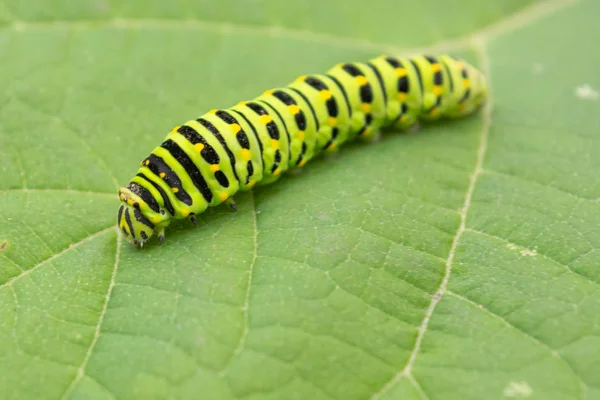 bir tırtıl dal, yakında bir kelebek bir tırtıl machaon olacak