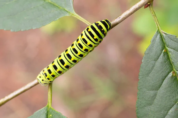 bir tırtıl dal, yakında bir kelebek bir tırtıl machaon olacak
