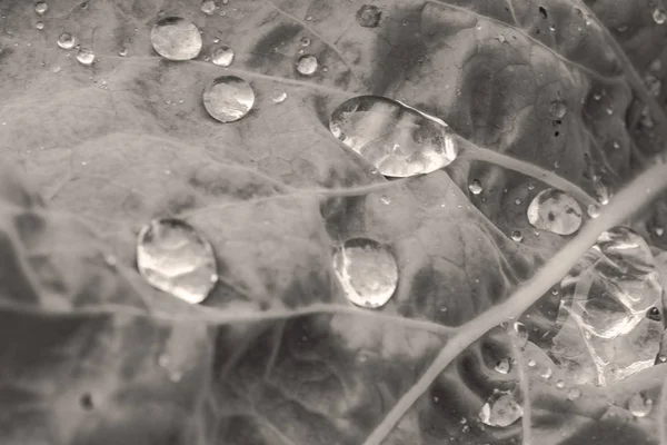 dew on leaves, wet grass, leaves after rain, wet leaves, clear drops of water