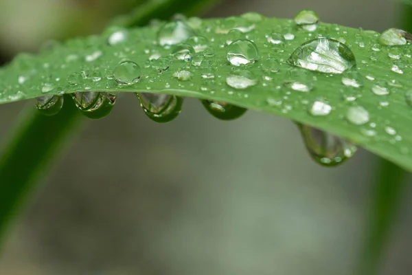 dew on leaves, wet grass, leaves after rain, wet leaves, clear drops of water