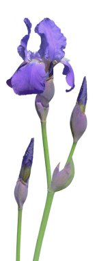 Menekşe iris çiçeği ile kaynaklanıyor. Çiçek açan çiçek ve beyaz zemin üzerine iki bira.