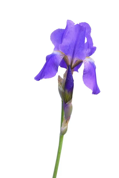 Purple Iris Flower White Background Isolate — Stock Photo, Image