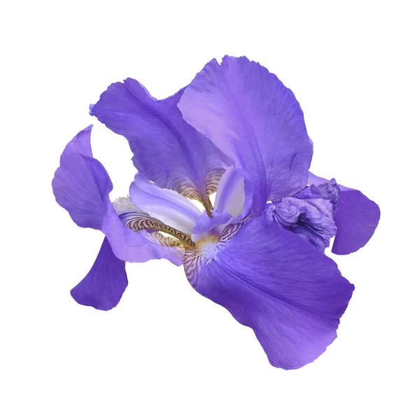 Iris Flower Närbild Vit Bakgrund Isolera — Stockfoto