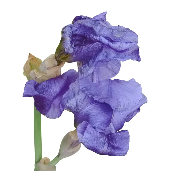 Still Undiscovered Flower Purple Iris Flower Beautifully Unfolds — Stock Photo, Image